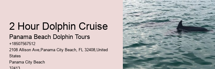 What Is The Best Time Of Day To Go On A Dolphin Tour