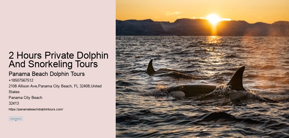 Individual Dolphin Discovery and Snorkeling