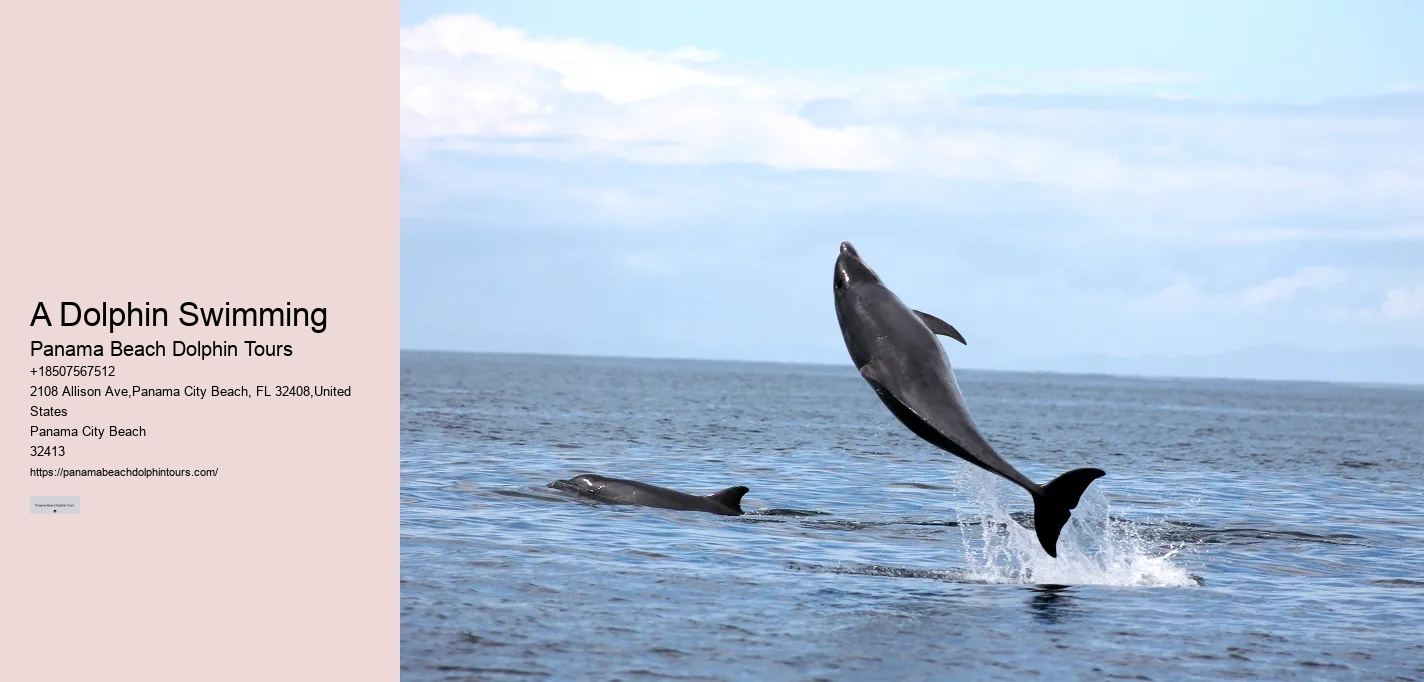 Split Charter Dolphin