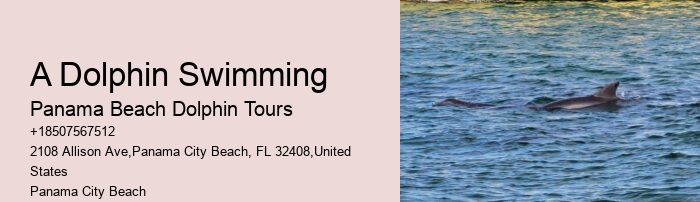 Dolphin Spotting Tours Combined With Snorkeling In Split