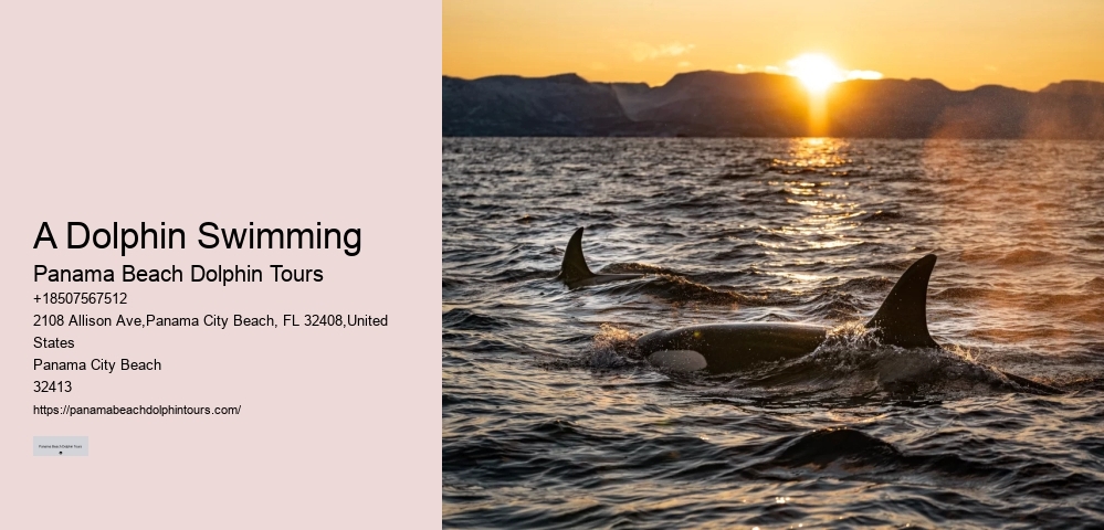 VIP Dolphin Exploration and Snorkeling
