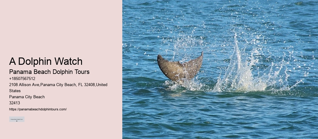 30a Dolphin Tours