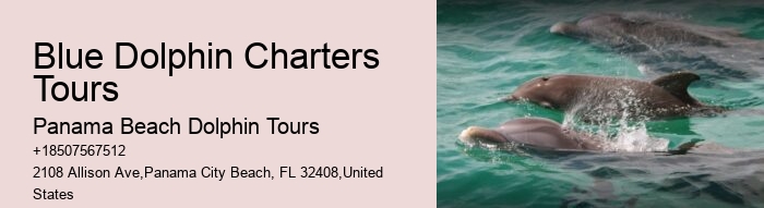 Where Can I See Wild Dolphins In Panama City Beach