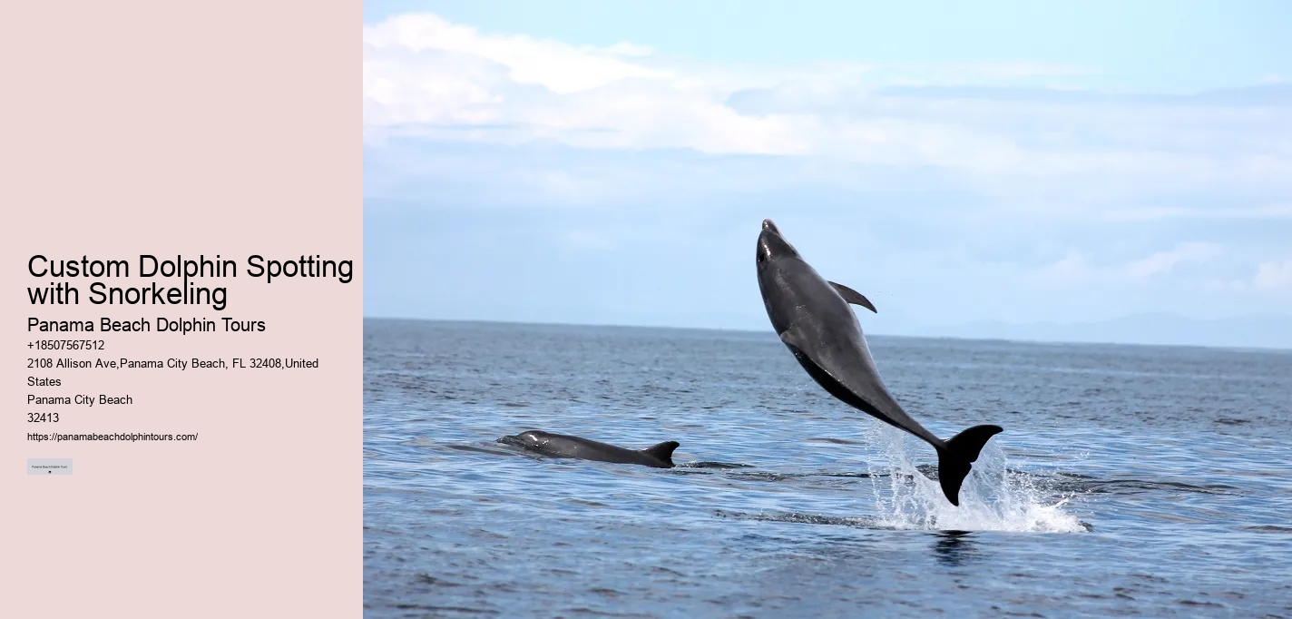 Split Personalized Snorkeling And Dolphin Charters