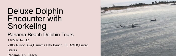 Panama City Beach dolphin adventure tours