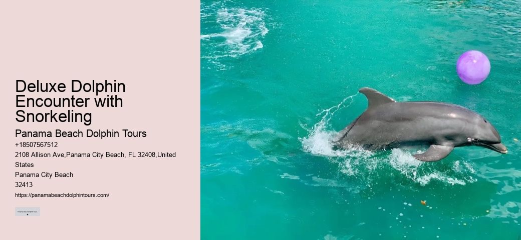 Snorkeling And Dolphin Charters In Split
