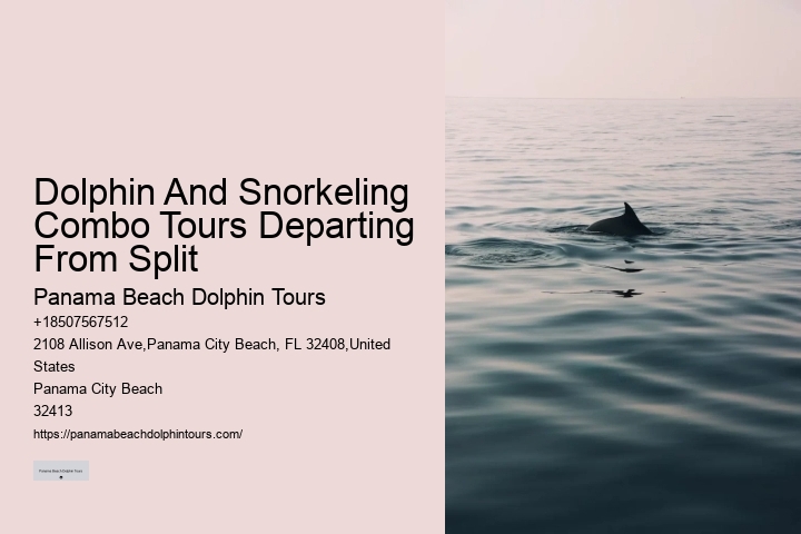 What Should You Wear When Swimming With Dolphins