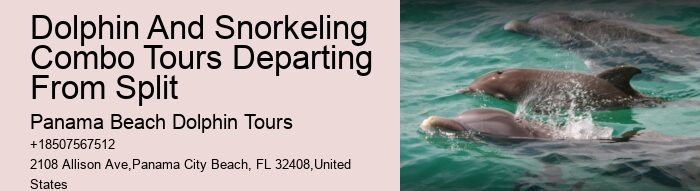 Elite Dolphin Interaction and Snorkeling Tours