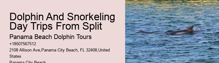 What Month Are Dolphins Most Active In Florida