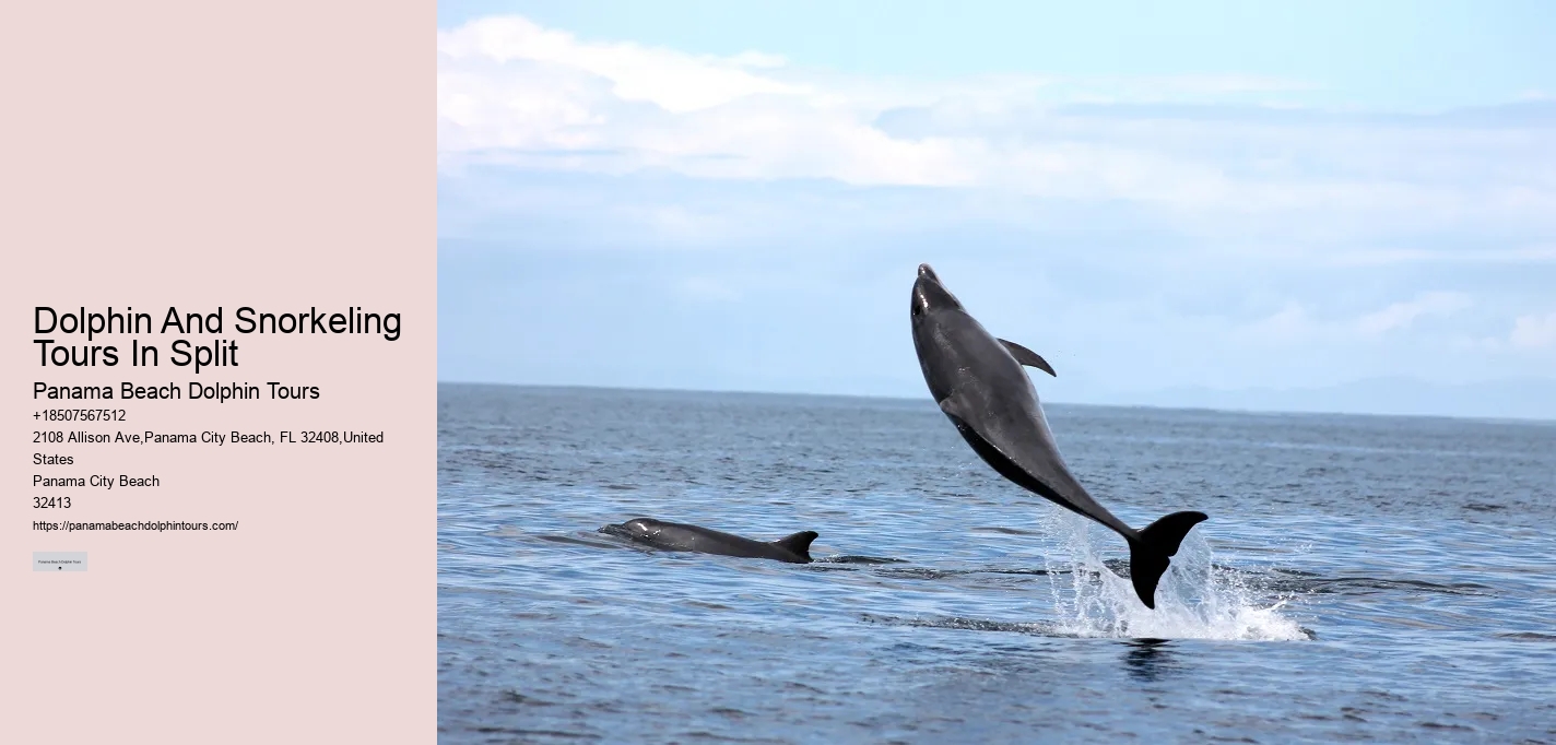 Panama City Beach dolphin spotting excursions
