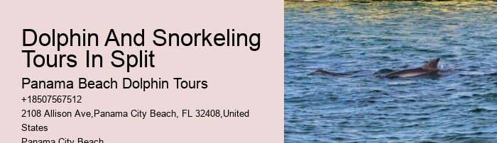 Best Dolphin Tours Panama City Beach