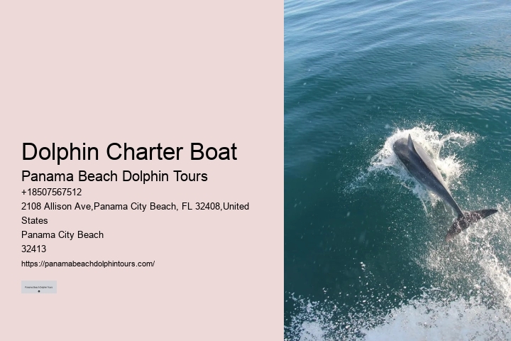 Intimate Dolphin Encounter and Snorkeling Tours