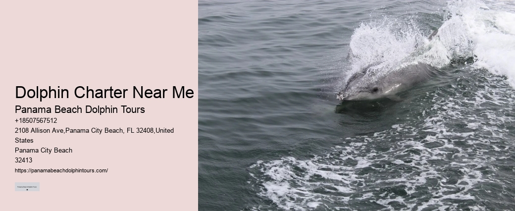 Dolphin boat tours at Panama City Beach