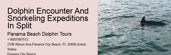 Where Can I See Dolphins In Panama