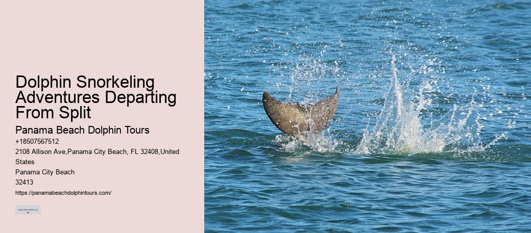 Closest Dolphin Tour Near Me