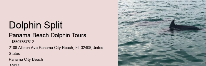 Split Vip Snorkeling And Dolphin Tours