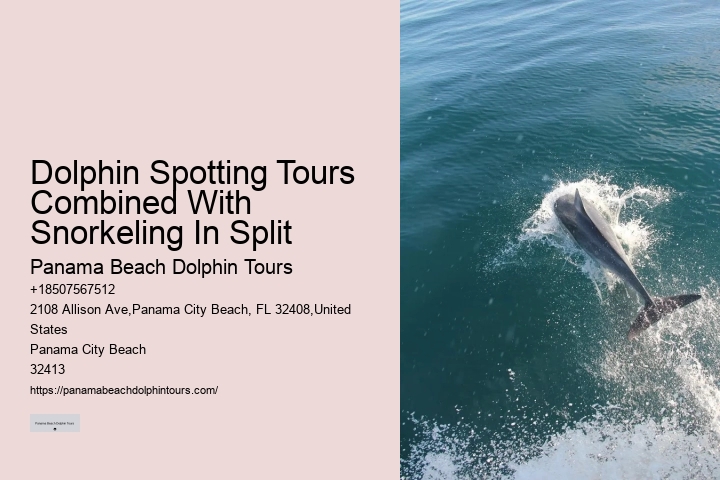 Dolphin Tours - Snorkel With Dolphins