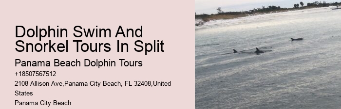 What Is The Best Time To See Dolphins In Panama City Beach