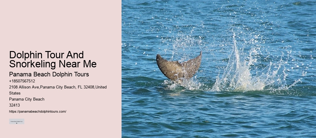 Luxury Dolphin Watching and Snorkeling Excursions