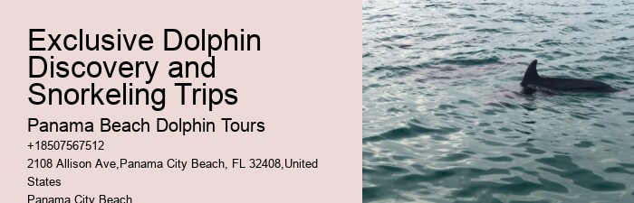 Split Unforgettable Snorkeling And Dolphin Trips
