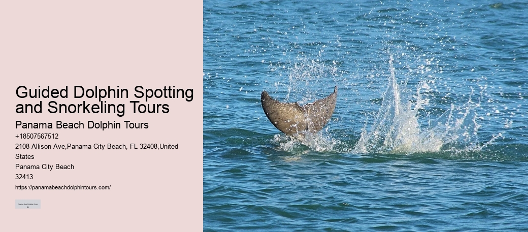 PCB Dolphin Sightseeing Tours