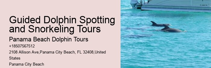 Individual Dolphin Watching with Snorkeling