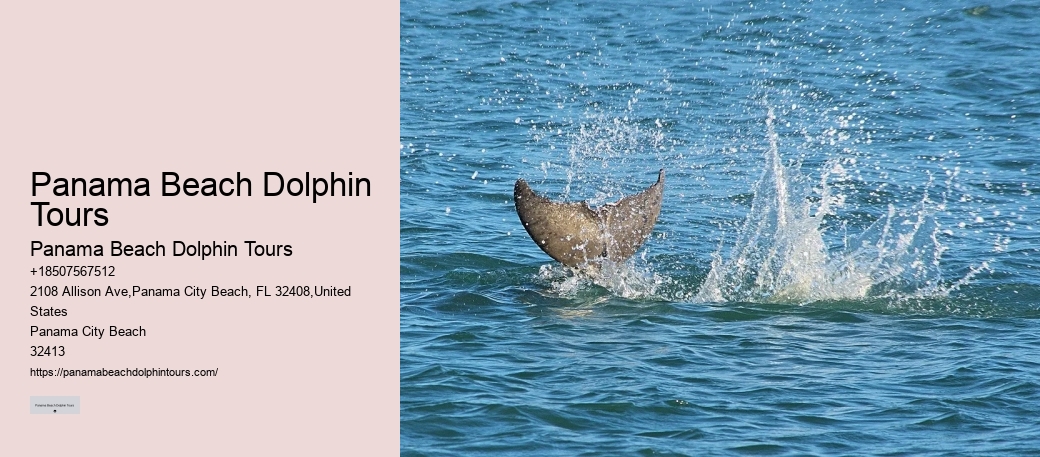 Dolphin Adventure