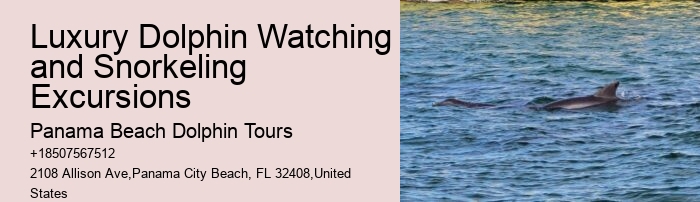 Dolphin Snorkeling Tours