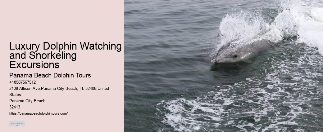 Tailored Dolphin Watching and Snorkeling Expeditions