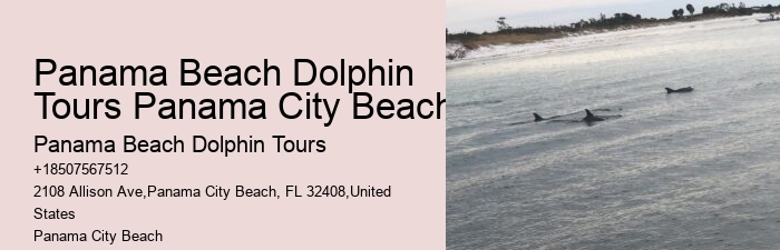 Split Group Tours For Snorkeling And Dolphin Watching