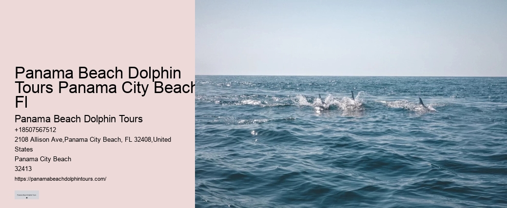Bespoke Dolphin Spotting and Snorkeling Tours