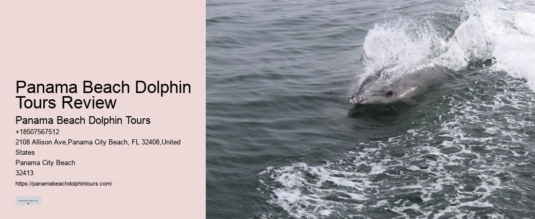 Dolphin Tours Near Panama City Beach