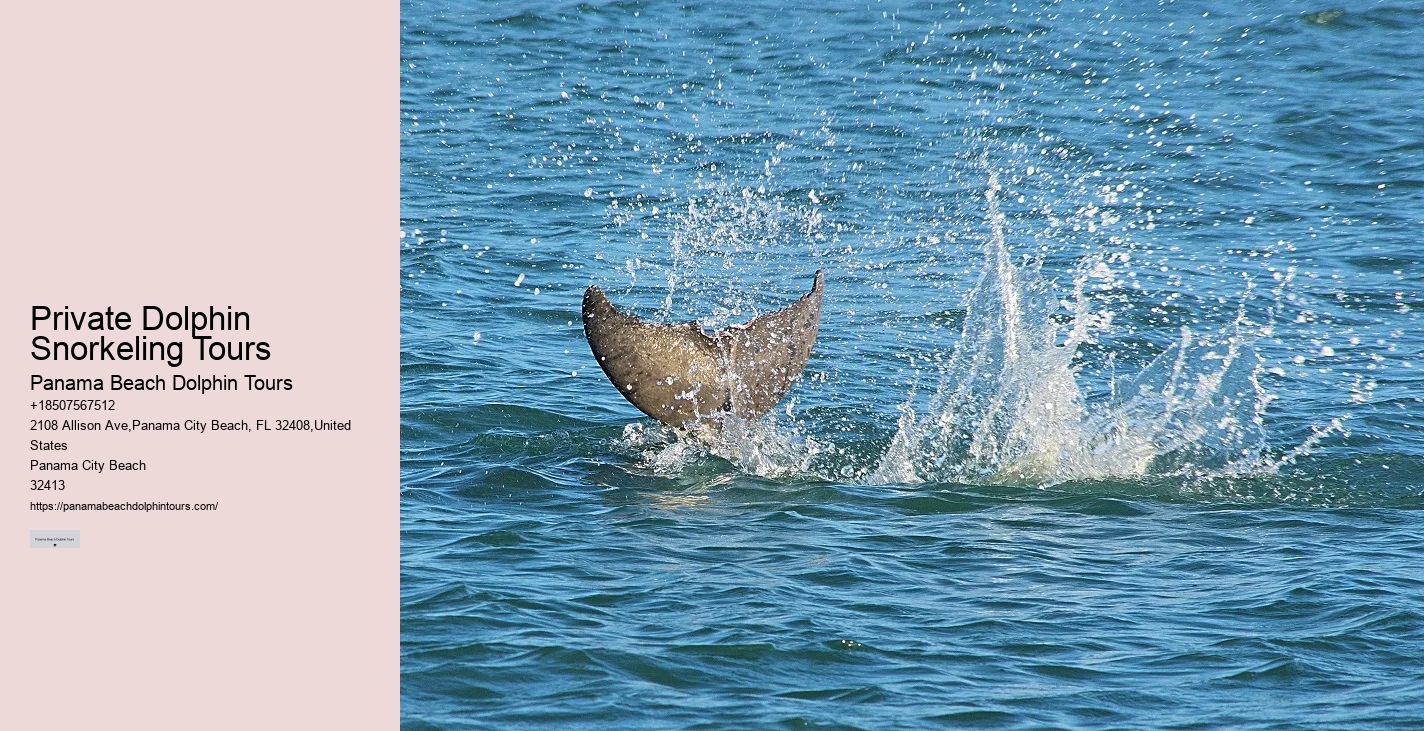 Are Dolphins Aggressive Towards Humans