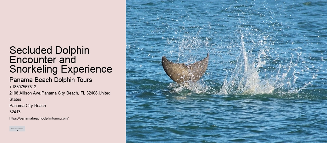 Guided Dolphin Watching and Snorkeling Trips