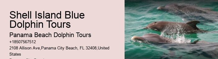 Best Place To See Dolphins In Florida