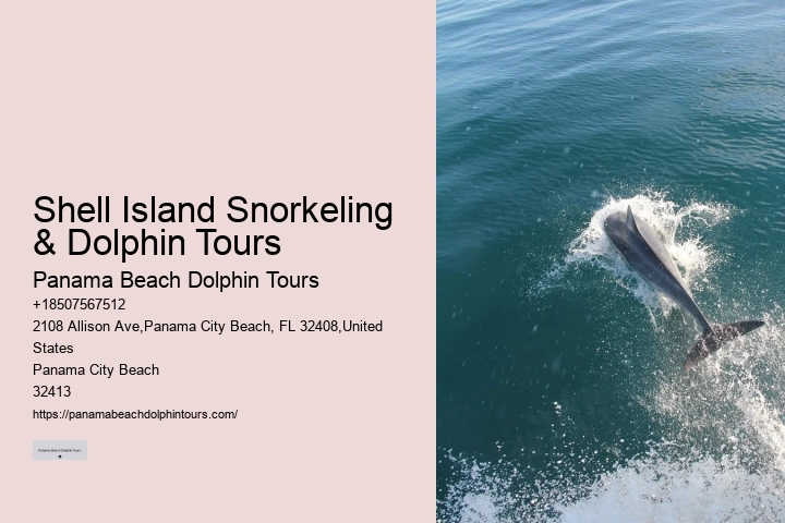 What To Do If A Dolphin Is Stranded On A Beach