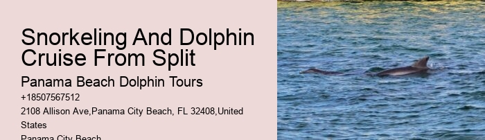 Top 6 Dolphin & Snorkeling Tours In Panama City Beach