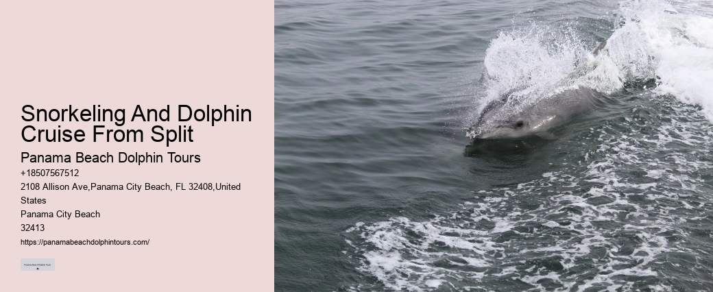 Premium Dolphin Spotting with Snorkeling
