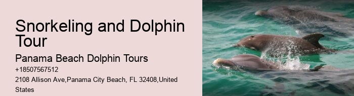 Dolphin Boat Trips PCB