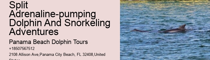 Redcliffe Dolphin Tours