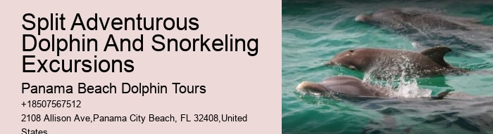 Private Dolphin Snorkeling Tours