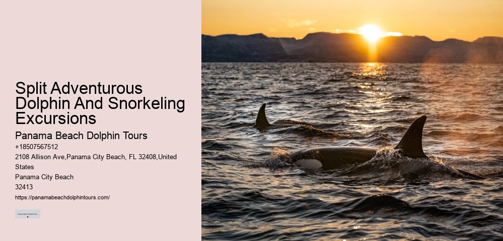 Feeding Or Harassing Marine Mammals In The Wild