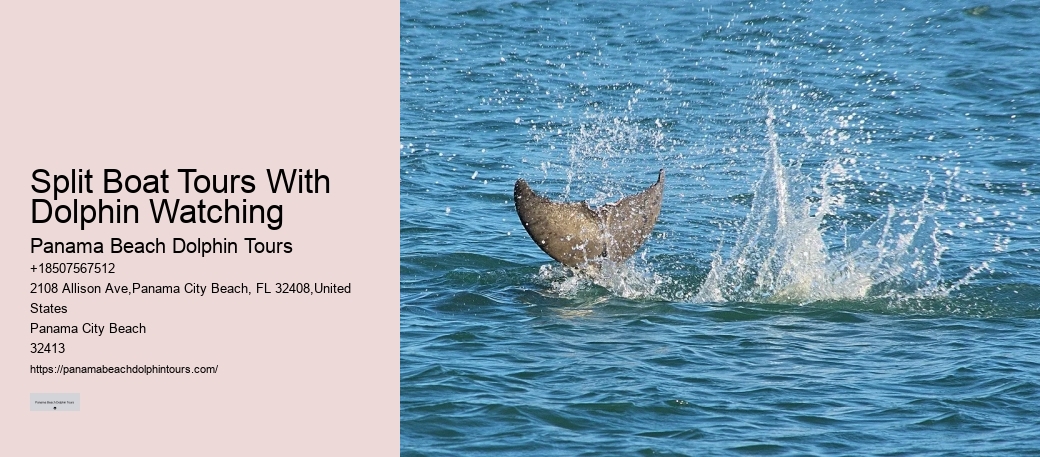 Can I interact with other marine animals besides dolphins on the tour