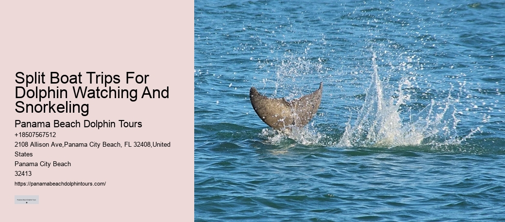 City Beach Dolphin Tours