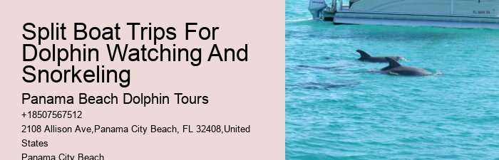 Dolphin Tours Panama City
