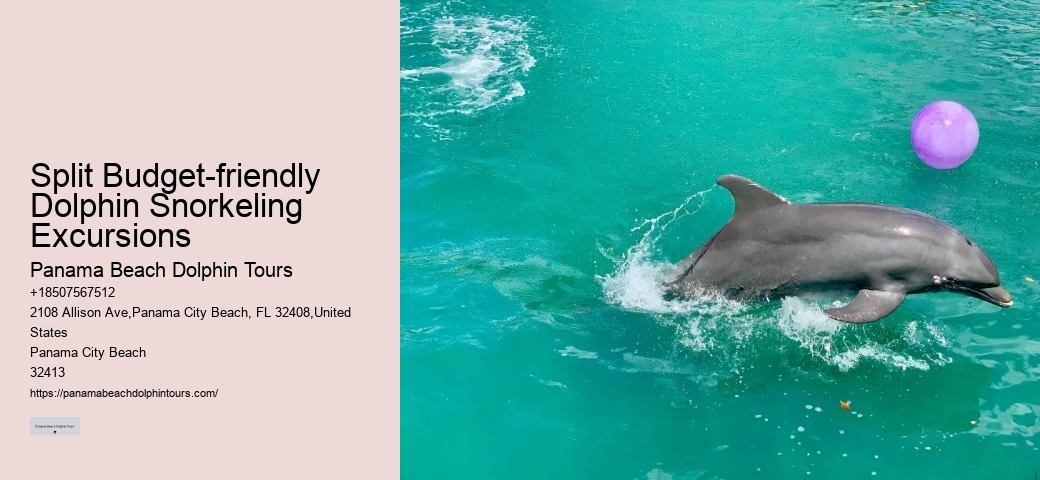 Split Immersive Dolphin Encounter And Snorkeling Tours