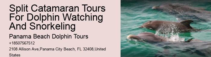 Luxury Dolphin Watching and Snorkeling Excursions