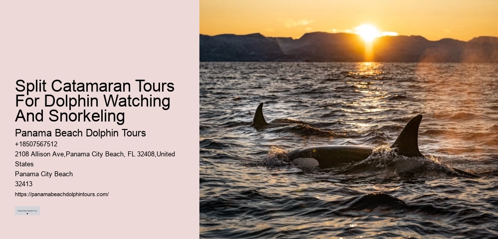 Rosemary Beach Dolphin Tours