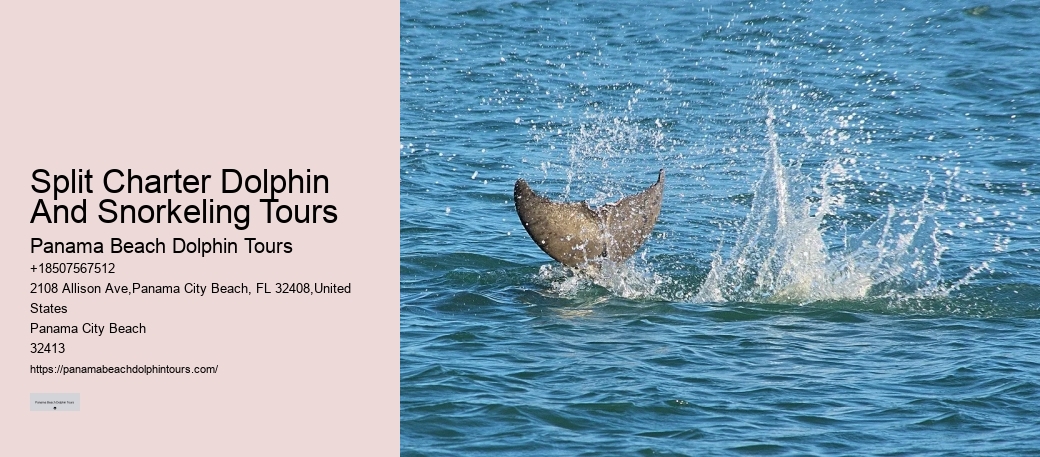 Dolphin Charter Boat
