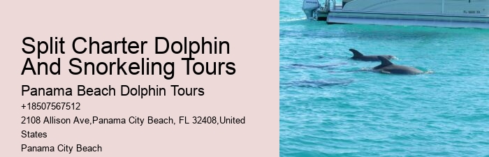 Personal Dolphin Safari and Snorkeling Adventures